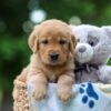 Image of Thunder, a Golden Retriever puppy