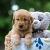Image of Thunder, a Golden Retriever puppy