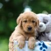 Image of Thunder, a Golden Retriever puppy