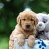 Image of Thunder, a Golden Retriever puppy
