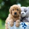 Image of Thunder, a Golden Retriever puppy