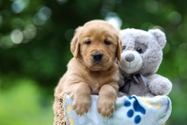 Image of Thunder, a Golden Retriever puppy