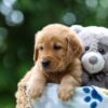 Image of Thunder, a Golden Retriever puppy