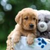 Image of Thunder, a Golden Retriever puppy