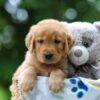 Image of Thunder, a Golden Retriever puppy
