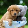 Image of Timber, a Golden Retriever puppy
