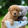 Image of Timber, a Golden Retriever puppy