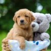 Image of Timber, a Golden Retriever puppy