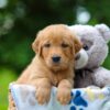 Image of Timber, a Golden Retriever puppy