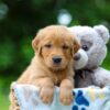 Image of Timber, a Golden Retriever puppy