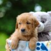Image of Timber, a Golden Retriever puppy