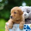 Image of Timber, a Golden Retriever puppy
