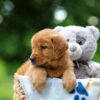 Image of Toffee, a Golden Retriever puppy