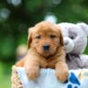 Image of Toffee, a Golden Retriever puppy