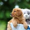 Image of Toffee, a Golden Retriever puppy