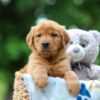 Image of Toffee, a Golden Retriever puppy