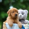 Image of Toffee, a Golden Retriever puppy