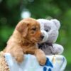Image of Toffee, a Golden Retriever puppy
