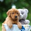Image of Toffee, a Golden Retriever puppy
