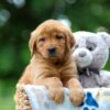 Image of Toffee, a Golden Retriever puppy