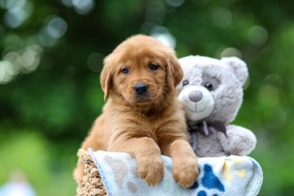 Image of Toffee, a Golden Retriever puppy