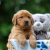 Image of Toffee, a Golden Retriever puppy