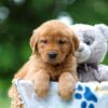 Image of Toffee, a Golden Retriever puppy