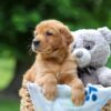 Image of Tulip, a Golden Retriever puppy