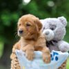 Image of Tulip, a Golden Retriever puppy