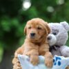 Image of Tulip, a Golden Retriever puppy