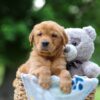 Image of Tulip, a Golden Retriever puppy