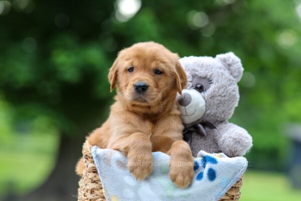 Image of Tulip, a Golden Retriever puppy