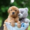 Image of Tulip, a Golden Retriever puppy
