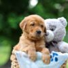 Image of Tulip, a Golden Retriever puppy