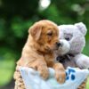 Image of Tulip, a Golden Retriever puppy