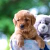 Image of Twinkle, a Golden Retriever puppy