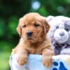Image of Twinkle, a Golden Retriever puppy