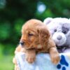 Image of Twinkle, a Golden Retriever puppy