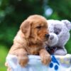 Image of Twinkle, a Golden Retriever puppy