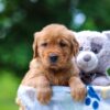 Image of Twinkle, a Golden Retriever puppy
