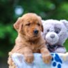 Image of Twinkle, a Golden Retriever puppy