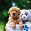 Image of Twinkle, a Golden Retriever puppy