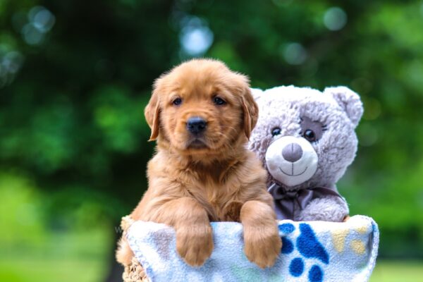 Image of Twinkle, a Golden Retriever puppy