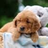 Image of Waffle, a Golden Retriever puppy