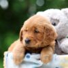 Image of Waffle, a Golden Retriever puppy