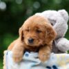 Image of Waffle, a Golden Retriever puppy