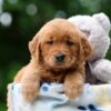 Image of Waffle, a Golden Retriever puppy