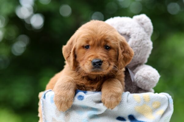 Image of Waffle, a Golden Retriever puppy