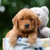 Image of Waffle, a Golden Retriever puppy
