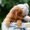 Image of Waffle, a Golden Retriever puppy